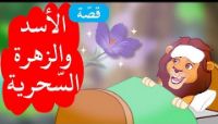 الأسد والزهرة السحرية