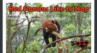 Red pandas like to nap